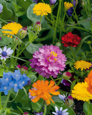 Biblandning lågväxande blandning frön – ettårig blomma