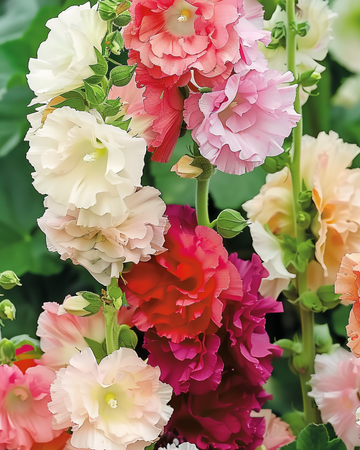 Stockrosfrön Chater Double Mixed (Alcea rosea) – tvåårig blandning