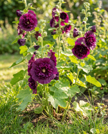 Stockros Chater's Deep Purple (Alcea rosea) – tvååriga frön från SeedsChoice