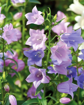 Canterbury Bells frön Campanula medium tvåårig mix