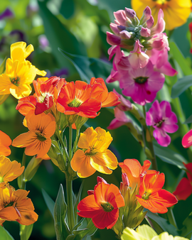 Gyllenlackfrön Fair Lady Erysimum Cheiri tvåårig