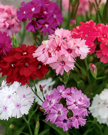 Frön av borstnejlika i blandade färger (Dianthus barbatus) – tvåårig blandning