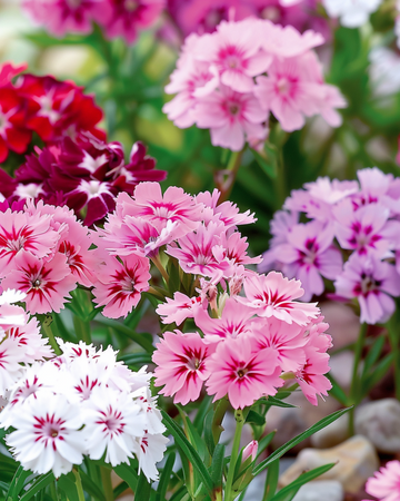 Frön av borstnejlika Dwarf Mixed (Dianthus barbatus) – tvåårig blomma