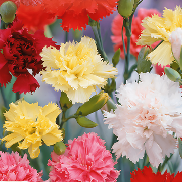 Carnation Grenadin Mixed frön (Dianthus caryophyllus) – tvåårig blandning