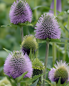 Kardväddfrön Dipsacus Sativus tvåårig blomma