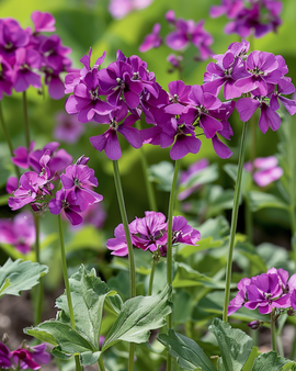 Judaspenningfrön Lunaria Annua Tvåårig Violett