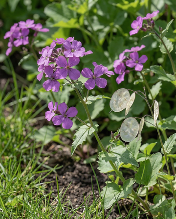 Judaspenning Violett (Lunaria annua) – tvååriga frön från SeedsChoice