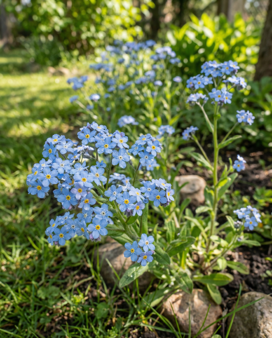 Förgätmigej blå cottage garden (Myosotis alpestris) – tvååriga blomsterfrön från SeedsChoice