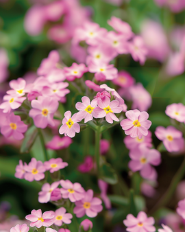 Förgätmigejfrön Victoria Pink Myosotis Alpestris tvåårig