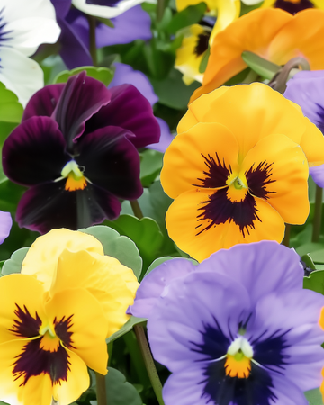 Penséfrön Swiss Giants Mixed (Viola wittrockiana) – tvåårig blomma