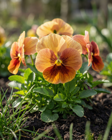 Pensé Evening Sun (Viola wittrockiana) – frön för tvååriga blommor från SeedsChoice