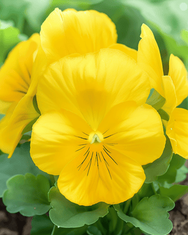 Styvmorsviol frön Coronation Gold Viola wittrockiana tvåårig