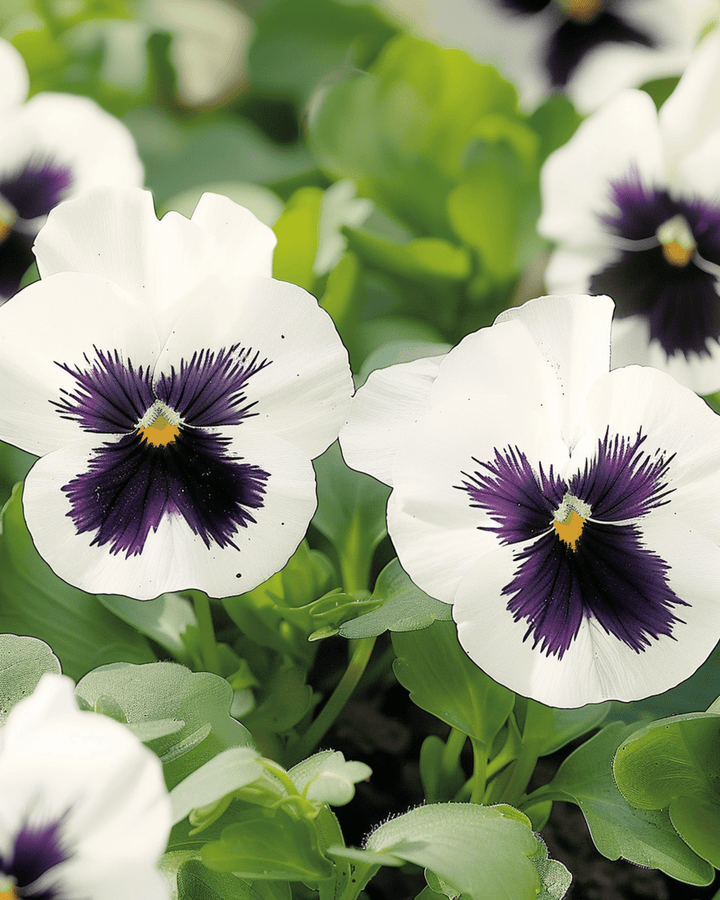 Penséfrön Silverbride (Viola wittrockiana) – tvåårig blomma