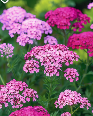 Rölleka Cerise Queen frön (Achillea millefolium) – flerårig