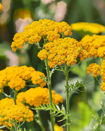 Cloth Of Gold-frön (Achillea filipendulina) – flerårig