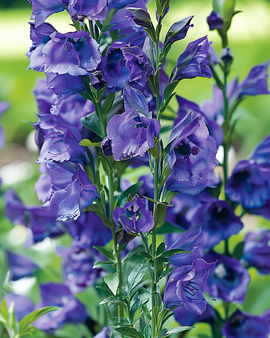 Blomsterfrön perenner Aconitum Napellus perenn