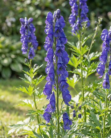 Blomsterfrön perenner Aconitum Napellus perenn (Aconitum napellus) – blomsterfrön från SeedsC…