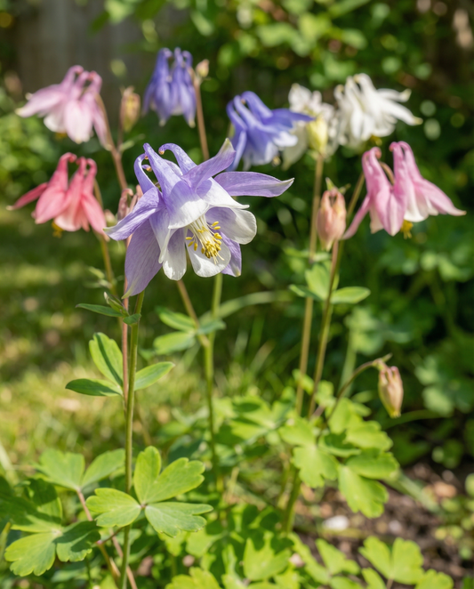 Akleja Mrs Scott Elliott Cottage Garden (Aquilegia vulgaris) – fleråriga frön från SeedsChoice