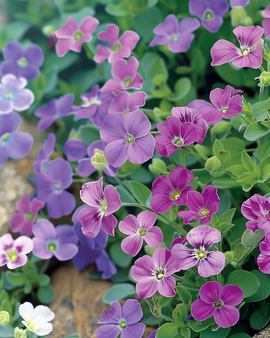 Rock Cress Purple Mix frön Aubrieta hybrida flerårig