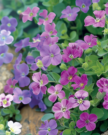 Aubrieta fröblandning (Aubrieta hybrida) – flerårig marktäckare