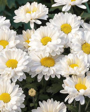 Shasta Daisy Silver Princess White frön (Chrysanthemum maximum) – flerårig