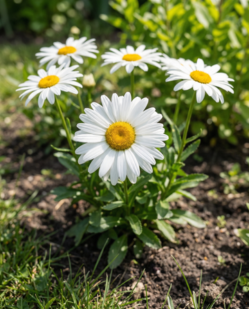 Shasta Daisy Silver Princess White (Chrysanthemum maximum) – fleråriga frön från SeedsChoice