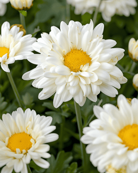 Shasta Daisy May Queen White frön Leucanthemum Superbum flerårig