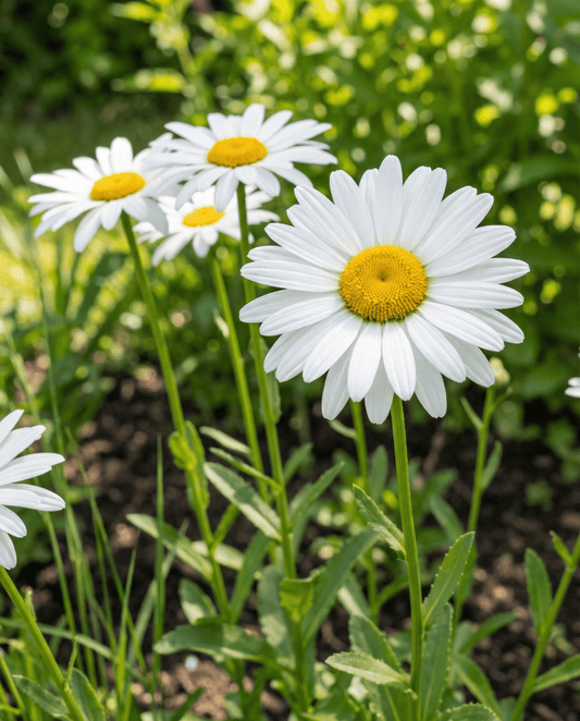 Shasta Daisy May Queen White (Leucanthemum × superbum) – fleråriga frön från SeedsChoice