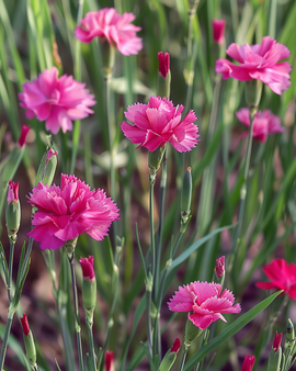Backnejlika Dianthus deltoides perenn Carmine Rose