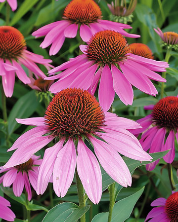 Frön till röd solhatt (Echinacea purpurea) – flerårig blomma