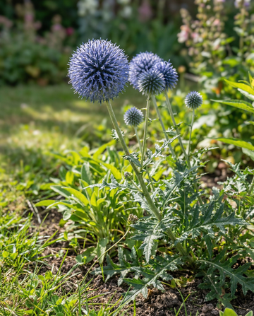 Globe Thistle Blue Pollinator Friendly (Echinops ritro) – fleråriga frön från SeedsChoice