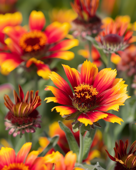 Prairieblomsfrön Gaillardia aristata perenn