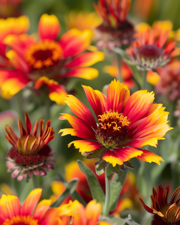 Prairieblomsfrön (Gaillardia aristata) – perenn blomma