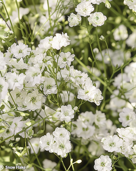 Gypsophila Snow Flake frön – Gypsophila Paniculata flerårig