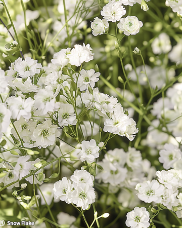 Snow Flake-frön (Gypsophila paniculata) – flerårig