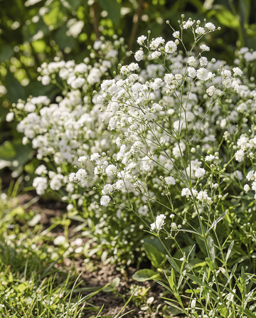 Snow Flake (Gypsophila paniculata) – fleråriga frön från SeedsChoice