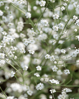Gypsophila-frön Gypsophila Paniculata flerårig vit enkelblommig