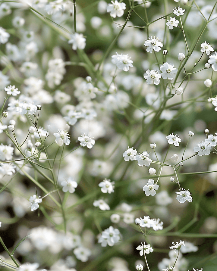 White Single Flowered frön (Gypsophila paniculata) – flerårig blomma