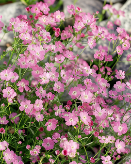 Krypgipsfrön Gypsophila Repens Flerårig