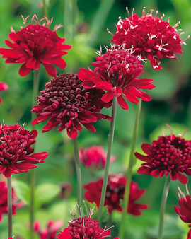 Makedonisk ängsvädd Red Knight Knautia macedonica perenn