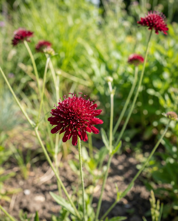 Makedonisk ängsvädd Red Knight (Knautia macedonica) – perennafrön från SeedsChoice