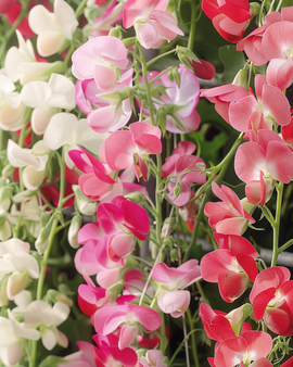 Luktärtsfrön Lathyrus latifolius blandade fleråriga blommor