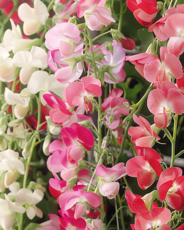 Luktärt Mixed frön (Lathyrus latifolius) – flerårig blomma