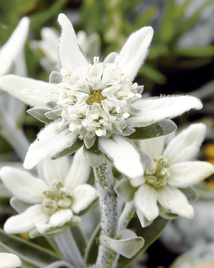 Edelweissfrön (Leontopodium alpinum) – flerårig blomma