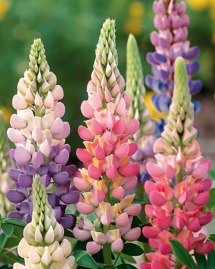 Lupin Minarette-frön (Lupinus polyphyllus) – flerårig blandning