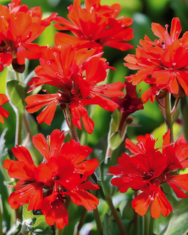 Lychnis-frön Lychnis Chalcedonica flerårig blomma med scharlakansröda blommor
