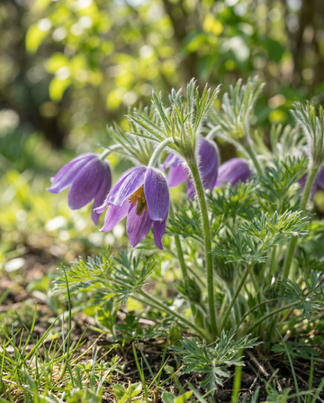 Backsippa (Pulsatilla vulgaris) – perenner frön från SeedsChoice