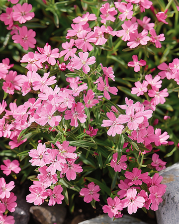 Klipptvålsfrön (Saponaria ocymoides) – flerårig
