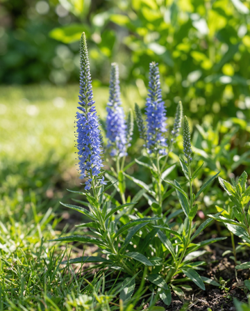 Ärenpris Blue (Veronica spicata) – frön till flerårig blomma från SeedsChoice