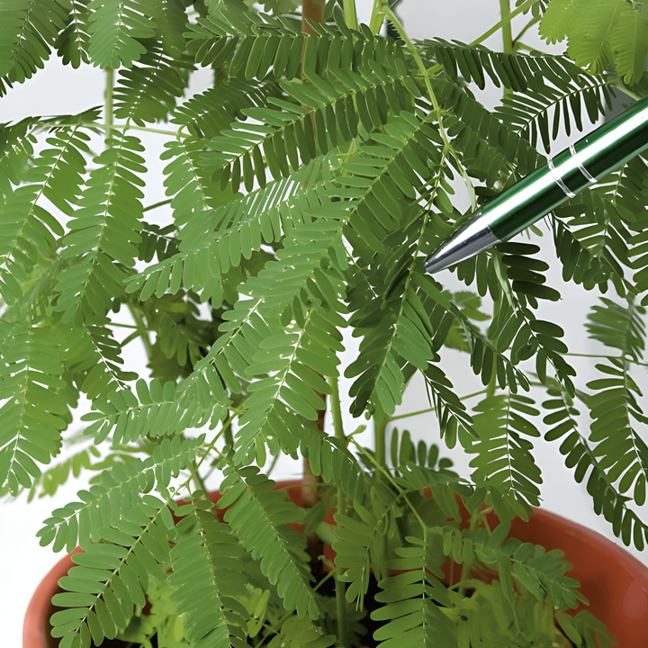 Sensitive Plant-frön (Mimosa pudica) – flerårig blomma